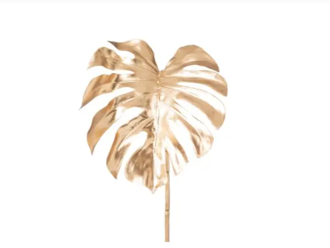 Gasper Spliphiloblatt Matias Gold 71 cm