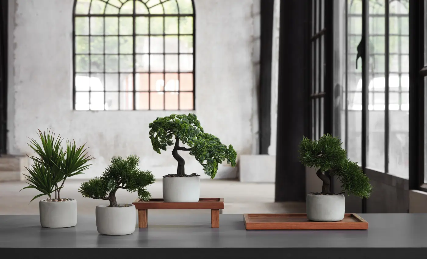 ASA Bonsai