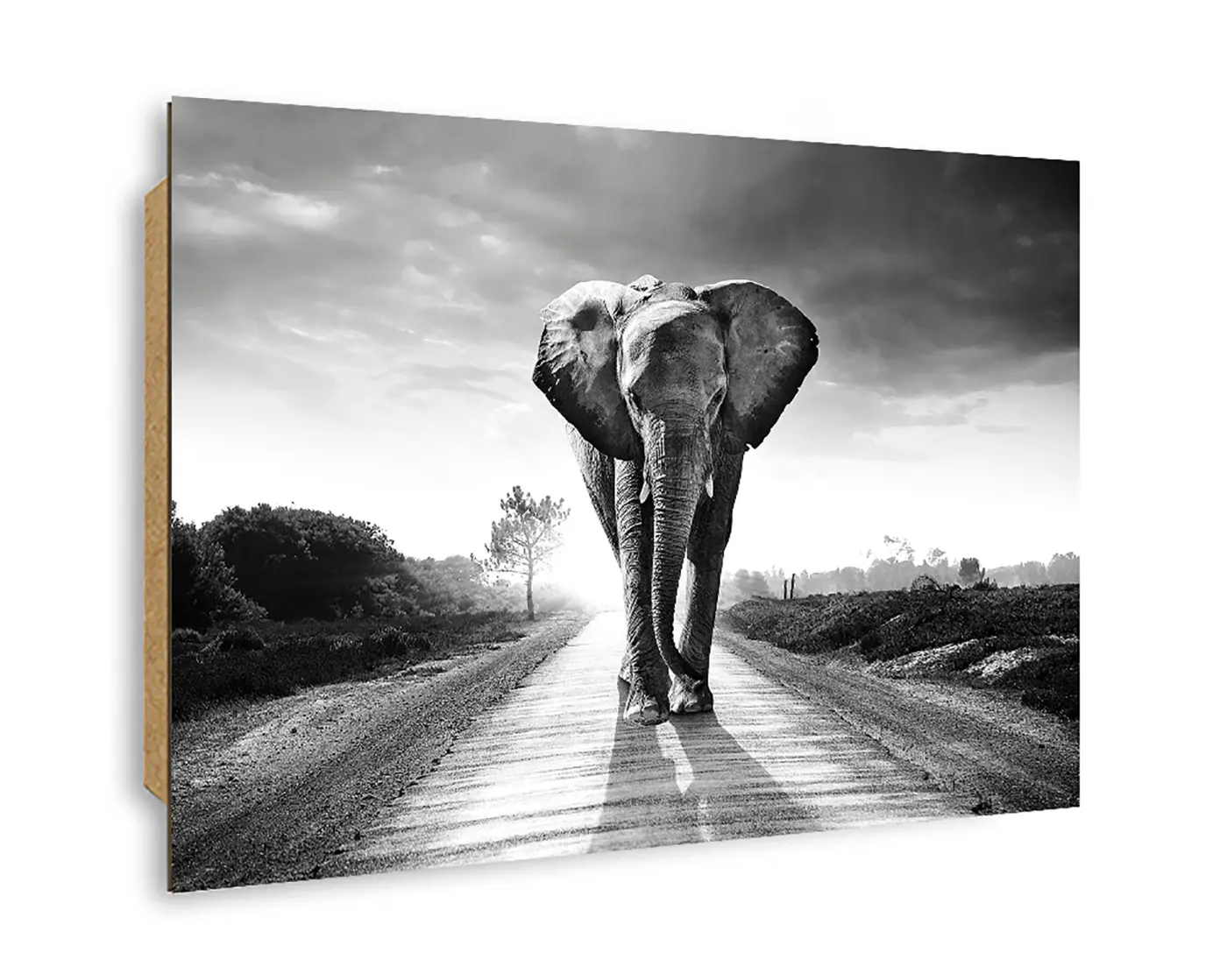 ars graphica Maxi-Panel - Maxi-Panel: B&W Elephant