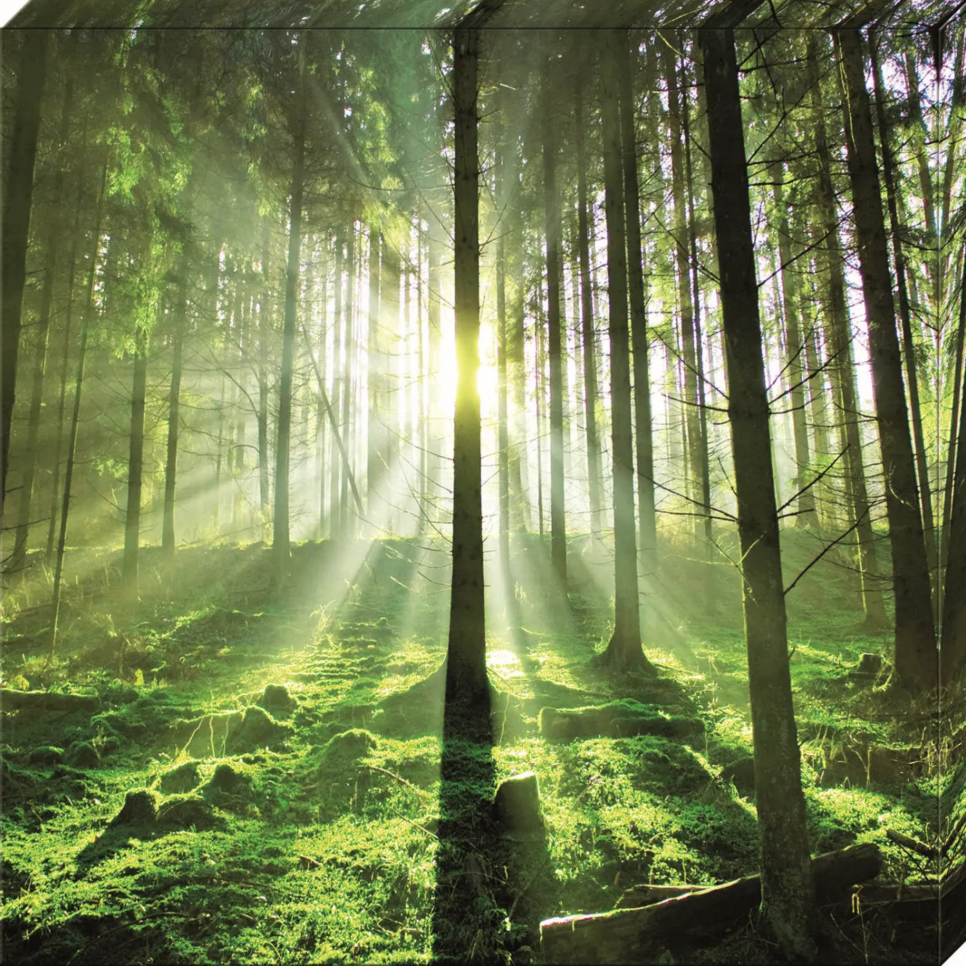 ars graphica Canvas-Big - Canvas-Big: In the forest