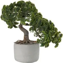 ASA Bonsai