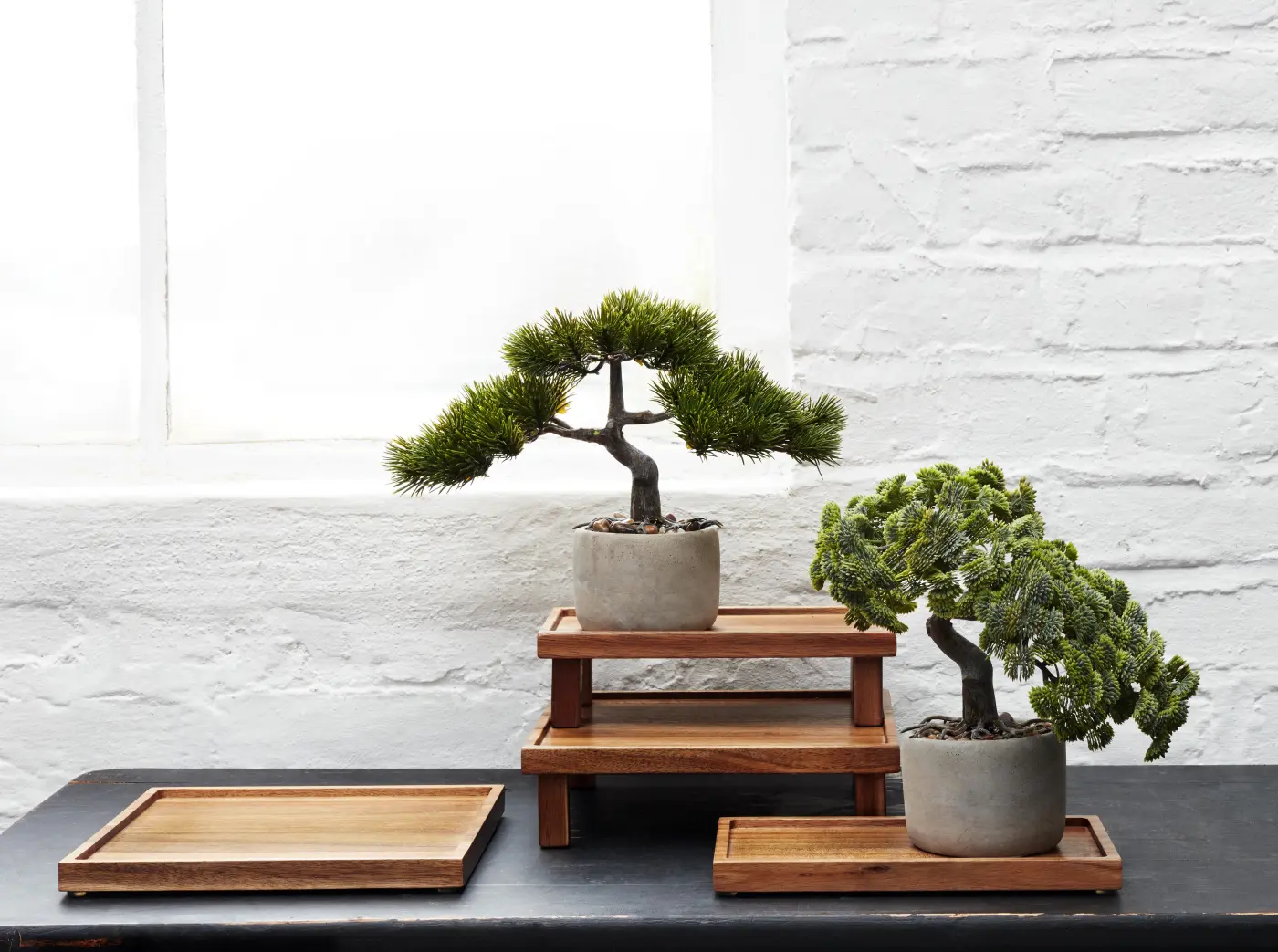 ASA Bonsai