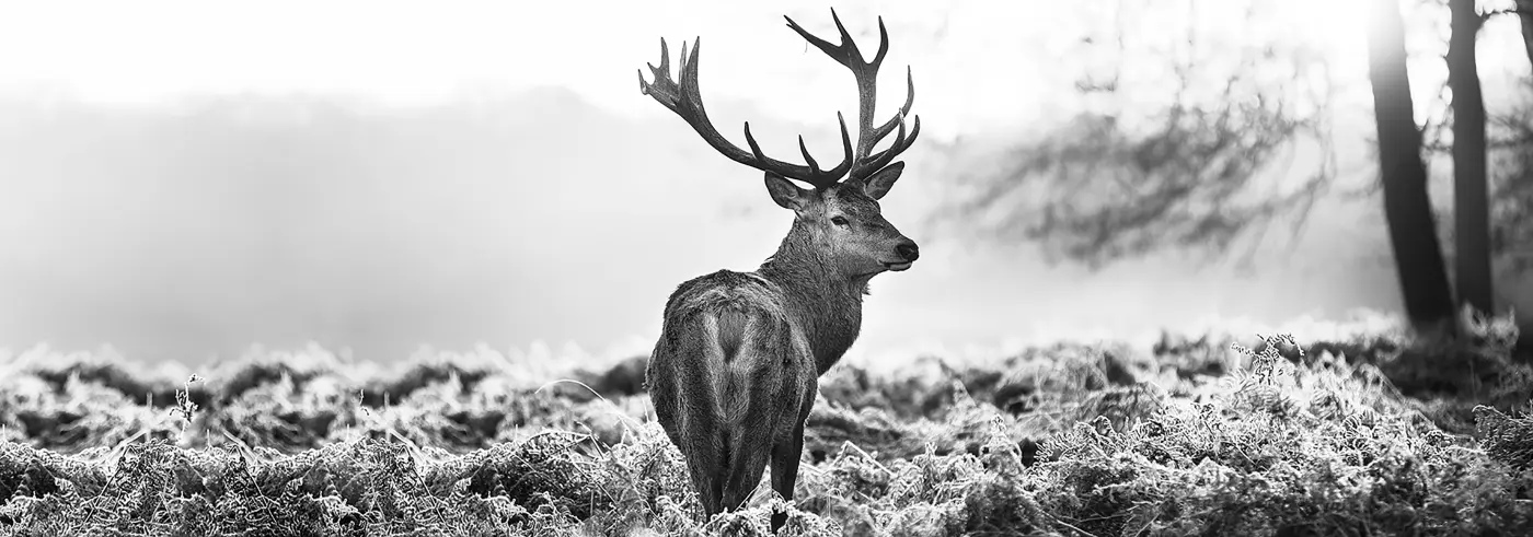 ars graphica XXL-Panel - XXL-Panel: B&W Deer
