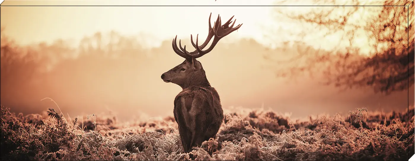 ars graphica Canvas-Panorama - Canvas-Panorama: Hirsch