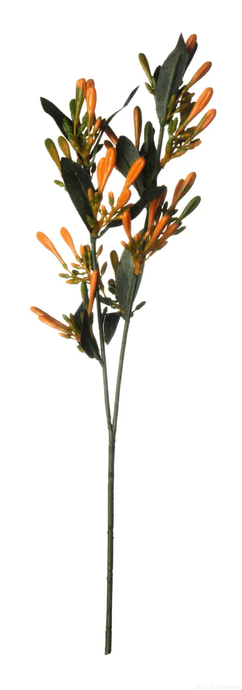 ASA Zweig Geißblatt