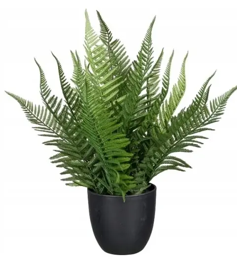 Gasper Farn im Topf 39 cm