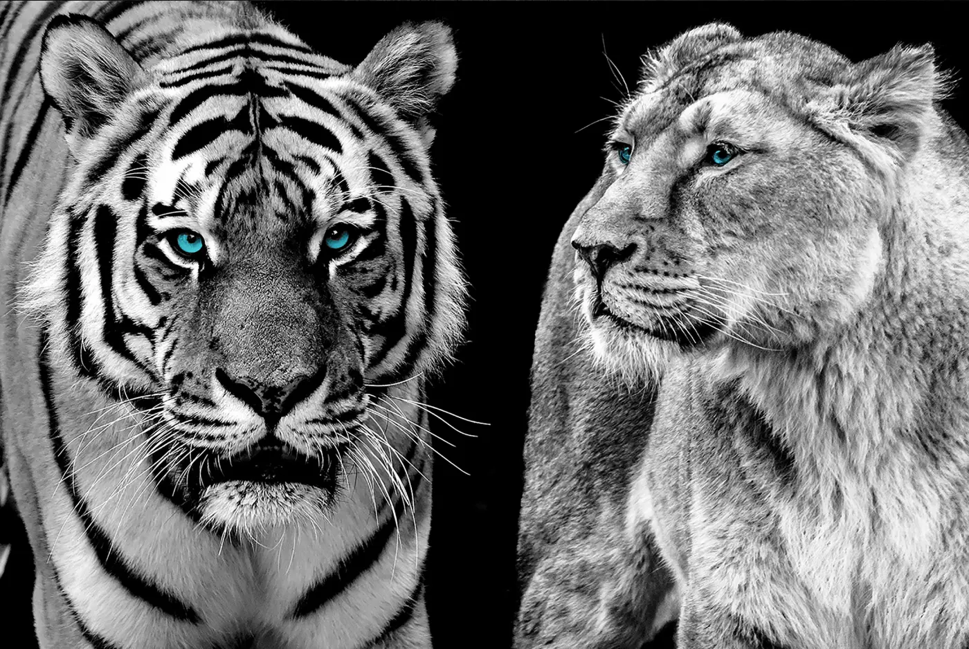 ars graphica Maxi-Panel - Maxi-Panel: Big cats