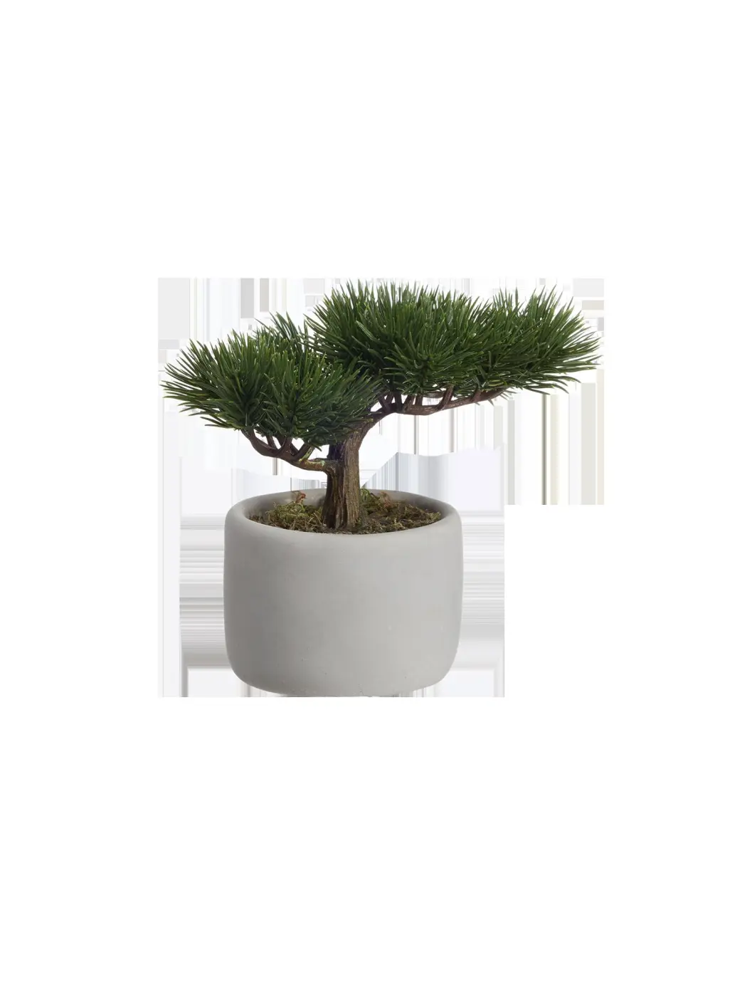 ASA Bonsai