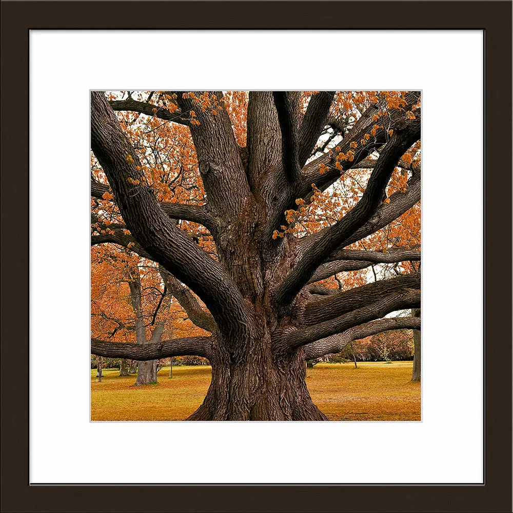 ars graphica Individual Art - Fotokunst: Autumn forest IV