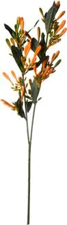 ASA Zweig Geißblatt