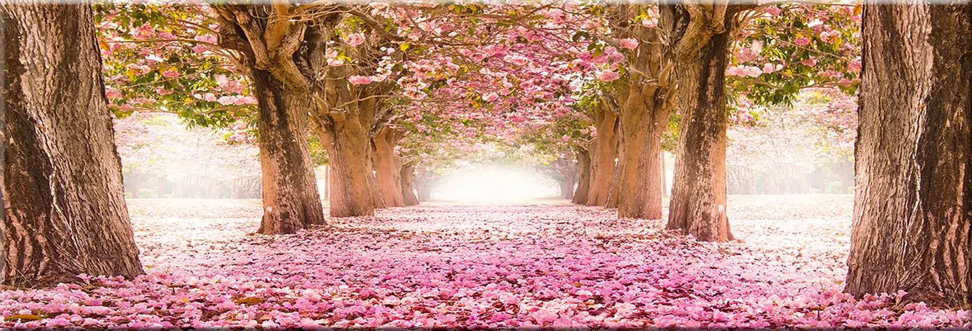 ars graphica Slim-Panel - Slim-Panel: Kirschblüten
