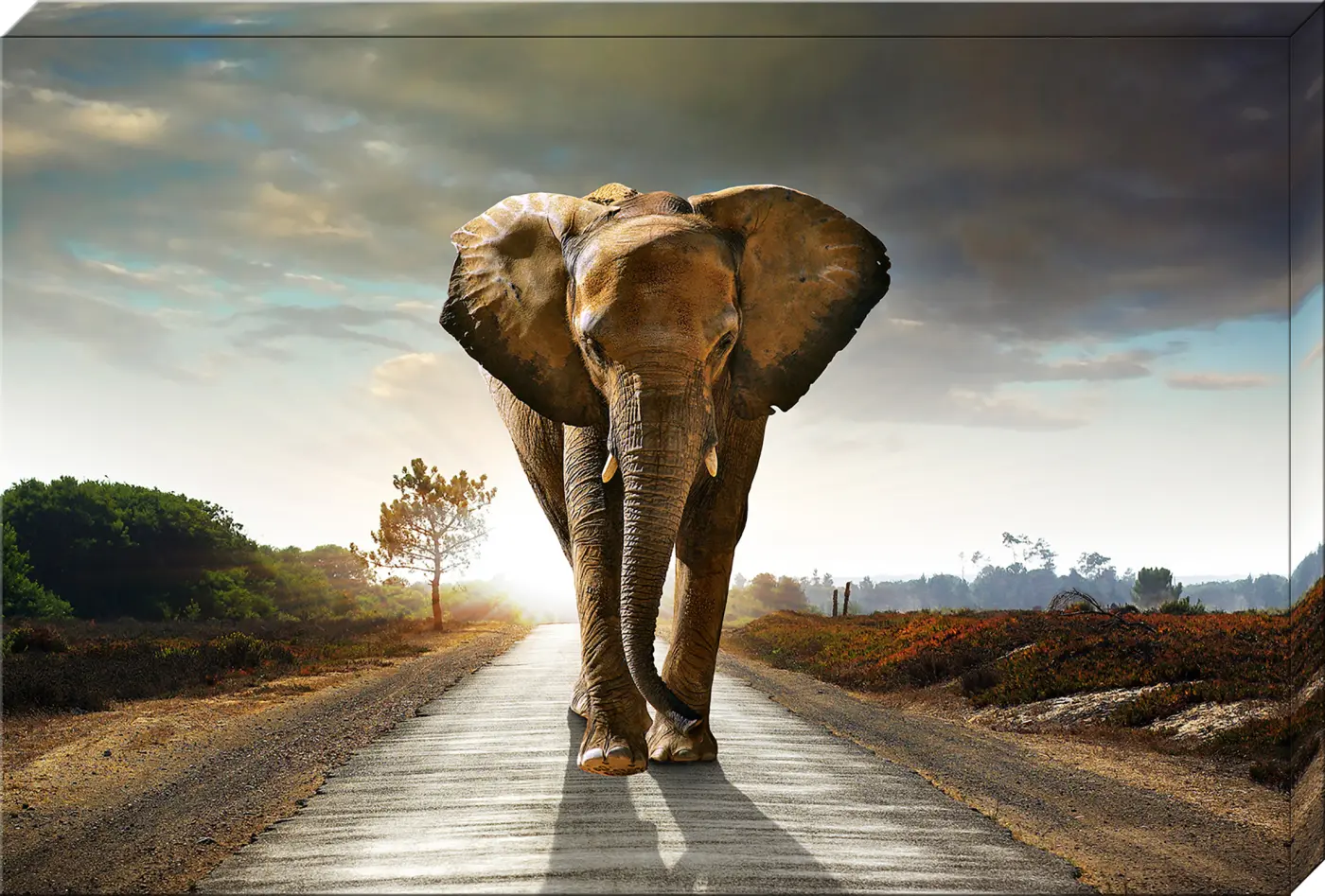 ars graphica Canvas-Large - Canvas-Large: Elefant