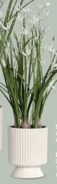 DPI Deko Orchidee Arrangement Creme ca. 67 cm
