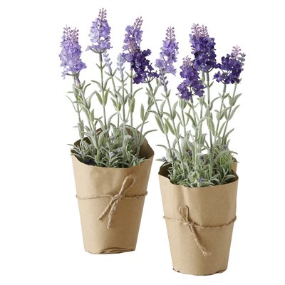 Lavendel im Topf 32 cm 4390014075