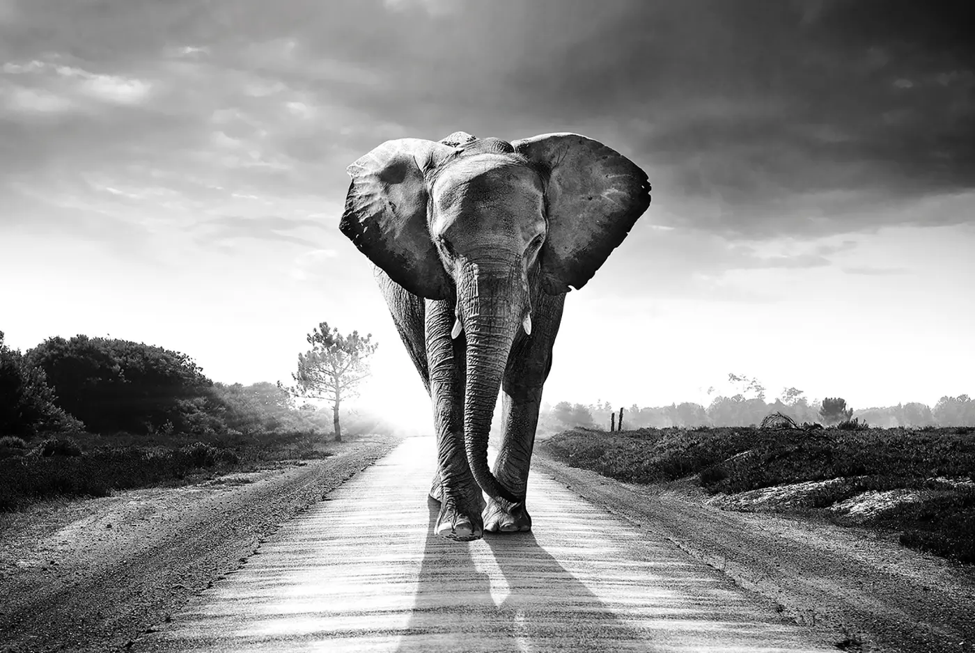 ars graphica Maxi-Panel - Maxi-Panel: B&W Elephant