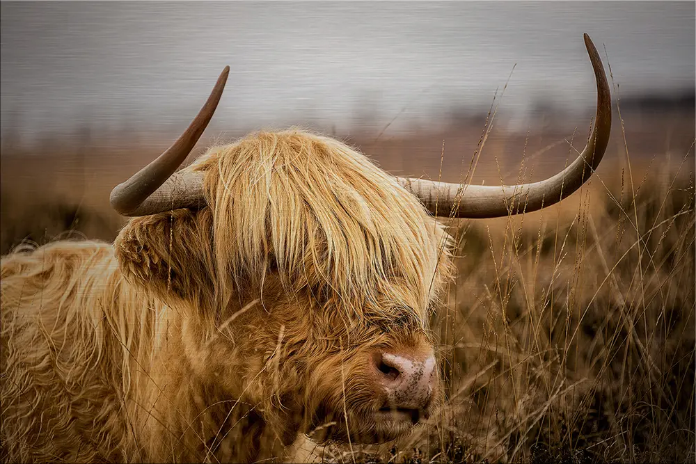 ars graphica Alu-Dibond 120x80cm - Bull