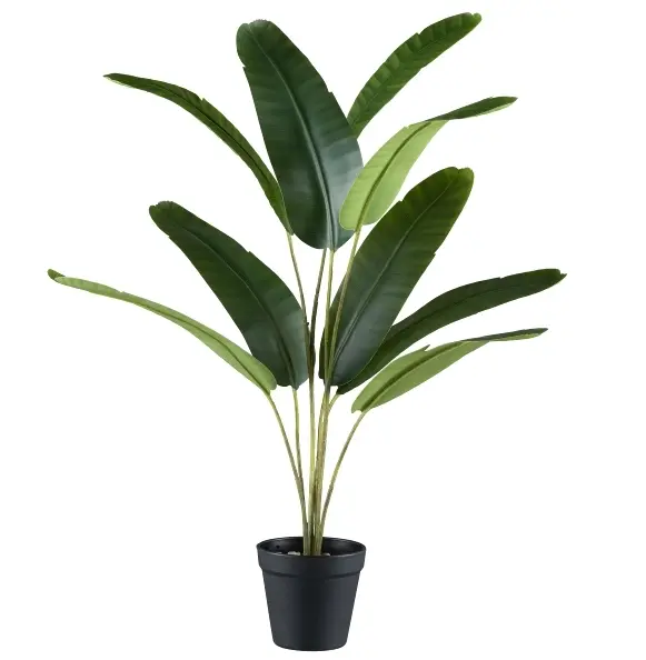 Gasper Mini-Bananen Pflanze ca. 10x65 cm