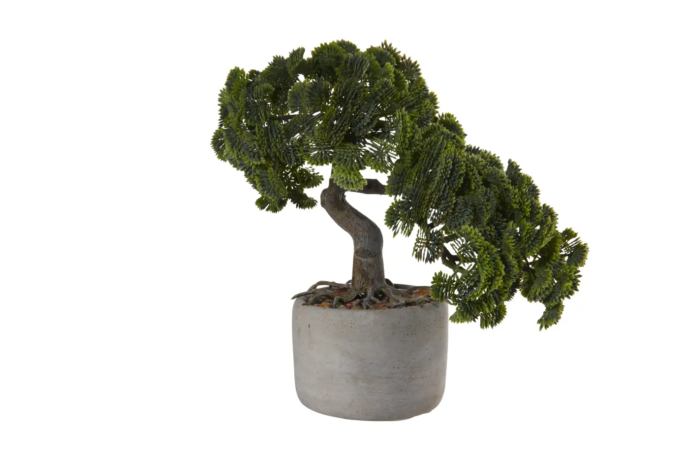 ASA Bonsai