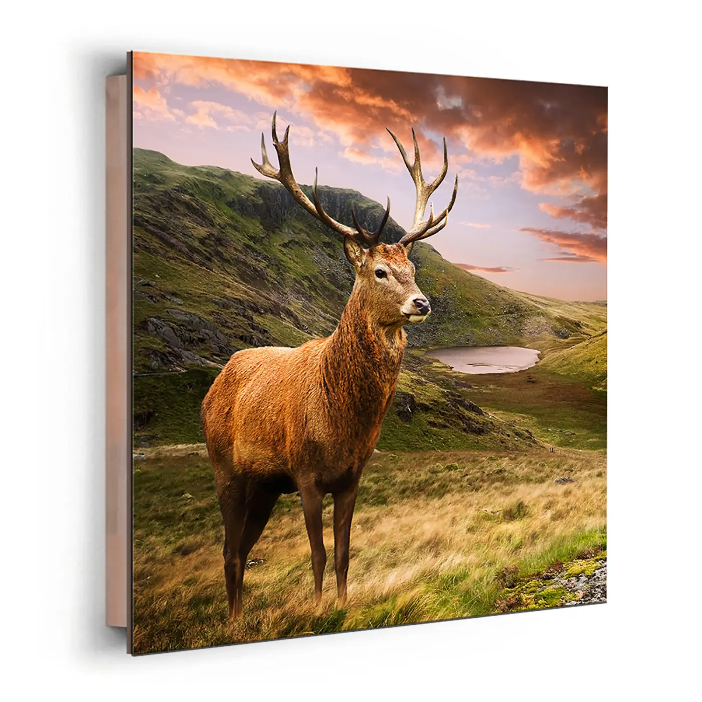 ars graphica Micro-Panel - Micro-Panel: Hirsch am see