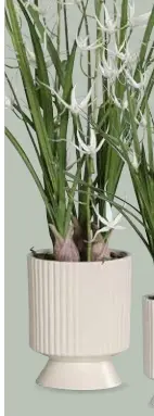 DPI Orchidee Arrangement Creme, ca. 77 cm