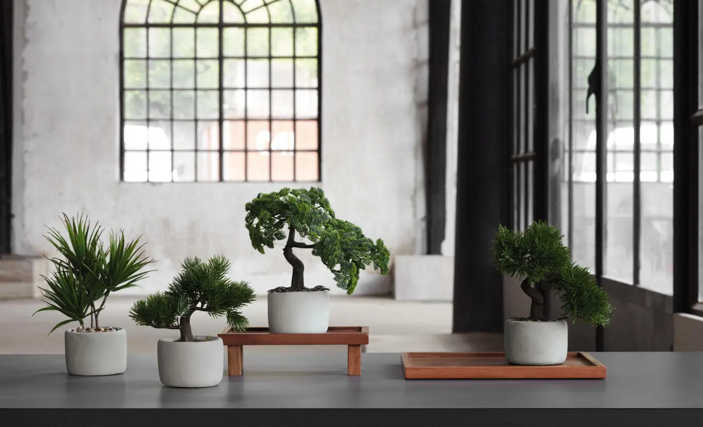 ASA Bonsai