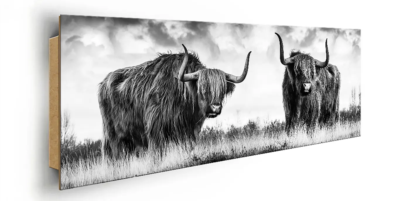 ars graphica Panorama-Panel - Panorama-Panel: Scottish Highland Cow