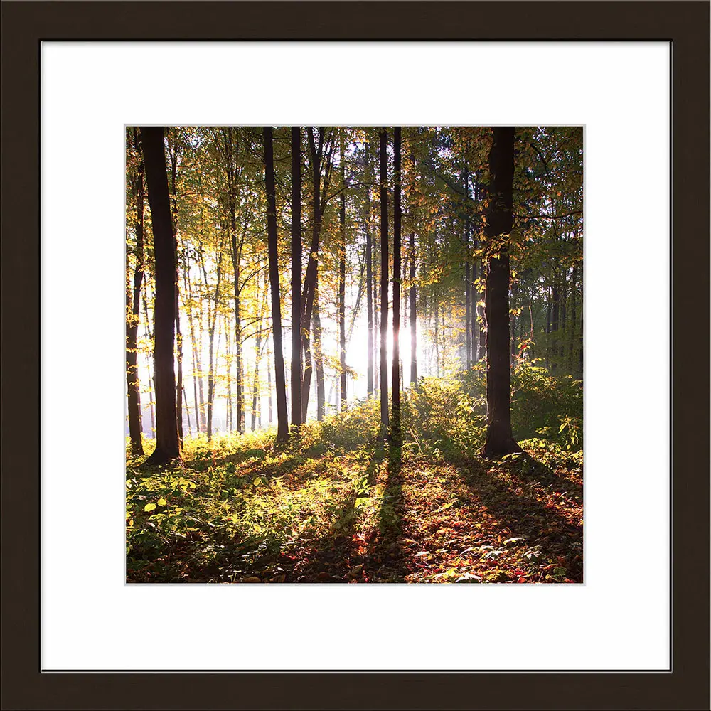 ars graphica Individual Art - Fotokunst: Autumn forest II