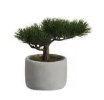 ASA Bonsai