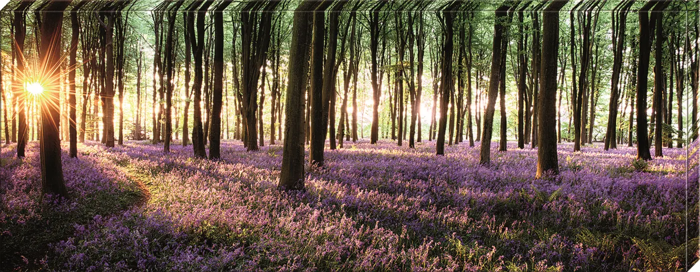 ars graphica Canvas-Panorama - Canvas-Panorama: Purple forest